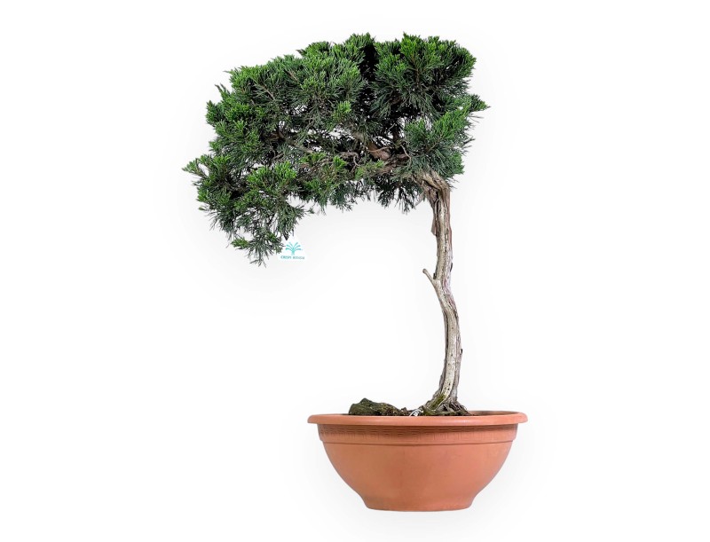 Juniperus Sabina - Enebro - 73 cm