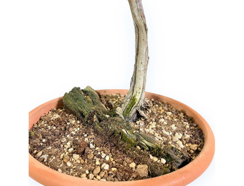 Juniperus Sabina - Ginepro - 73 cm