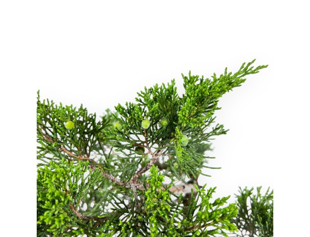 Juniperus Sabina - Enebro - 50 cm 2
