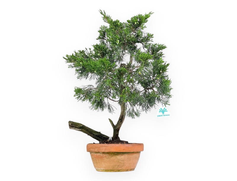 Juniperus Sabina - Enebro - 50 cm