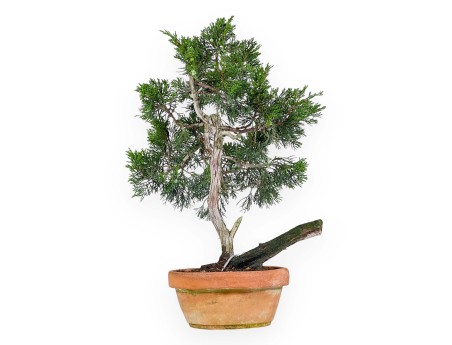 Juniperus Sabina - Juniper - 50 cm