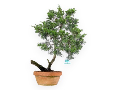 Juniperus Sabina - Wacholder - 50 cm
