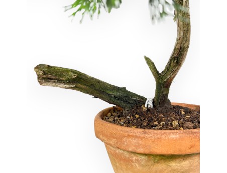 Juniperus Sabina - Enebro - 50 cm