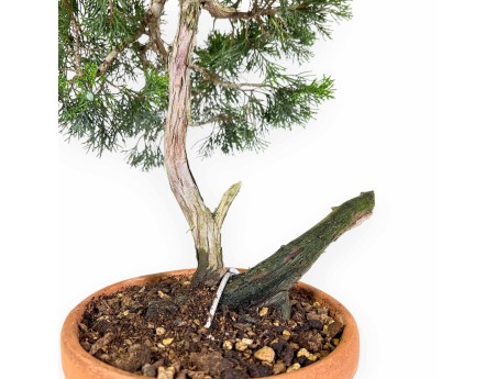 Juniperus Sabina - Genévrier - 50 cm