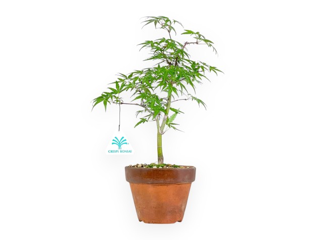 Acer Palmatum Orihime - Maple - 33 cm