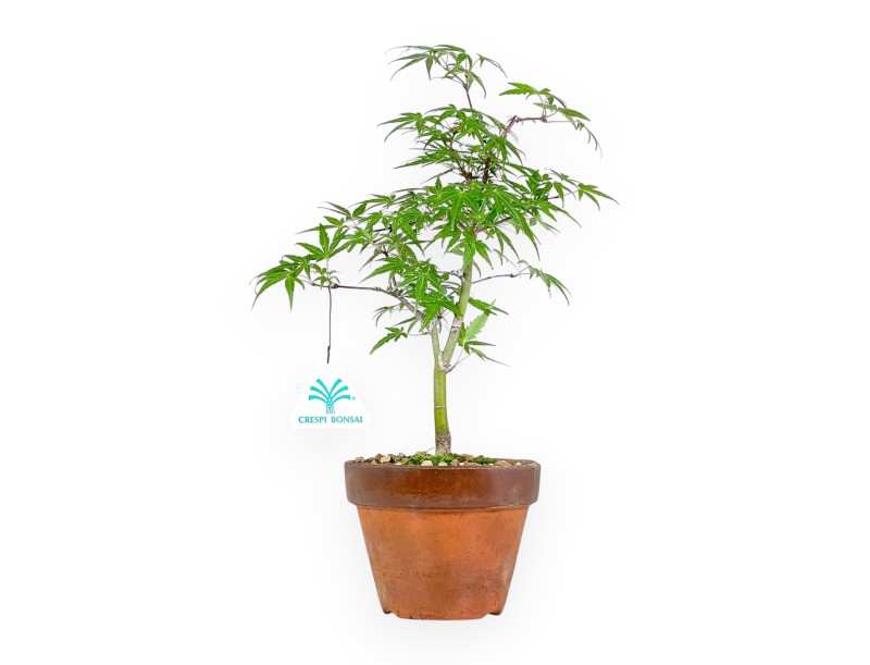 Acer Palmatum Orihime - Arce - 33 cm