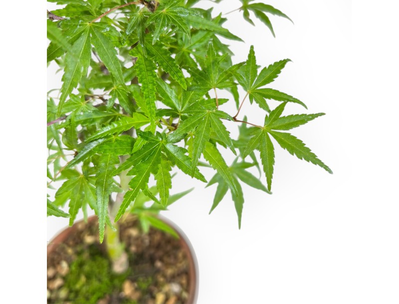Acer Palmatum Orihime - Arce - 33 cm