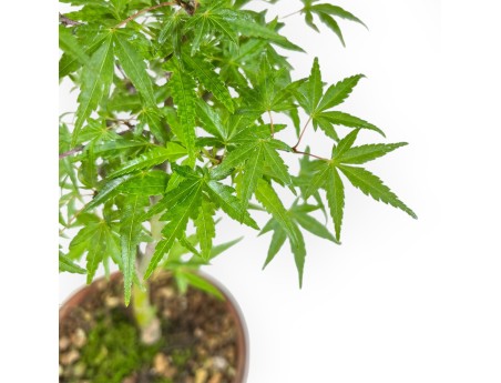 Acer Palmatum Orihime - Arce - 33 cm