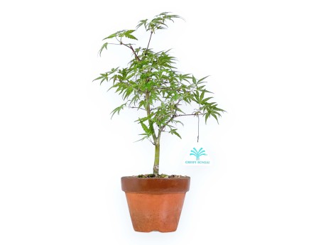Acer Palmatum Orihime - Maple - 33 cm