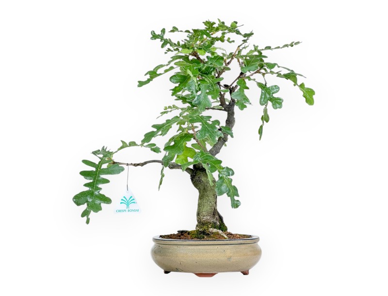 Quercus Cerris - Cork Oak - 41 cm