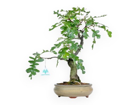 Quercus Cerris - Chêne-liège - 41 cm