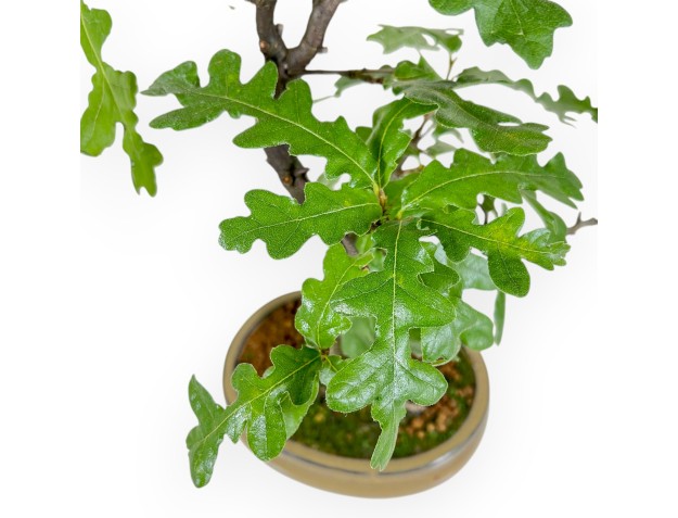Quercus Cerris - Oak - 41 cm 2