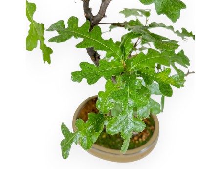 Quercus Cerris - Chêne-liège - 41 cm