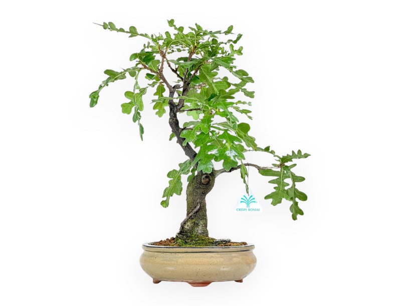 Quercus Cerris - Oak - 41 cm