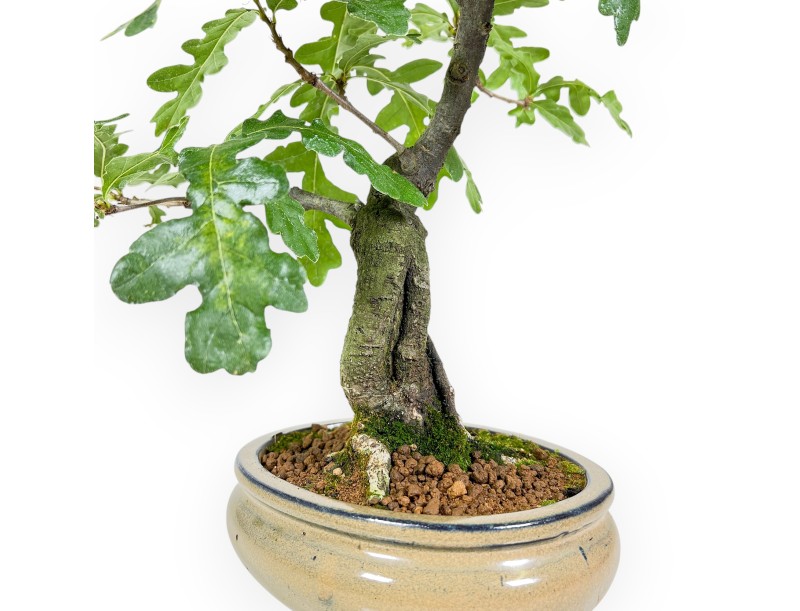 Quercus Cerris - Oak - 41 cm