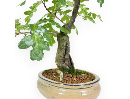 Quercus Cerris - Chêne-liège - 41 cm