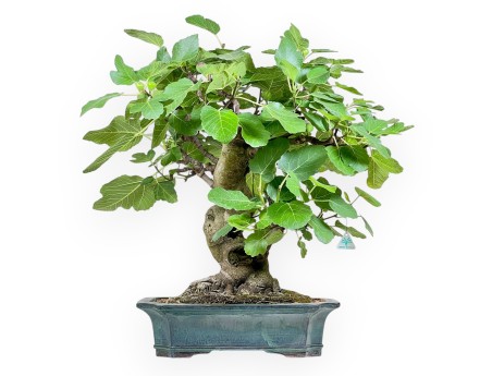 Ficus Carica - Fig - 75 cm