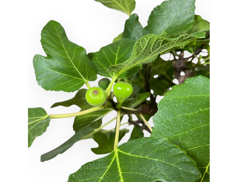 Ficus Carica - Fig - 75 cm