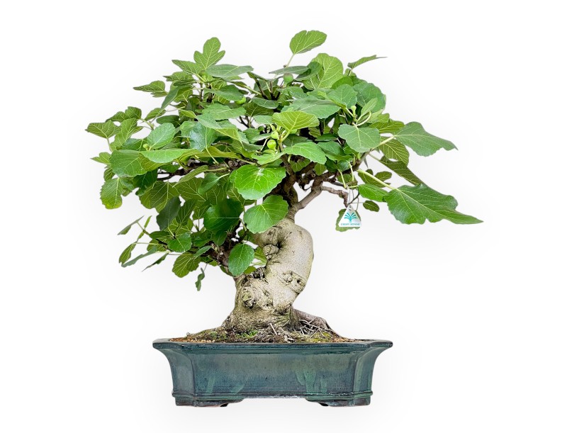 Ficus Carica - Figuier - 75 cm