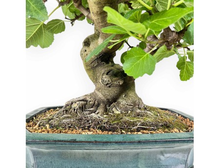 Ficus Carica - Figuier - 75 cm