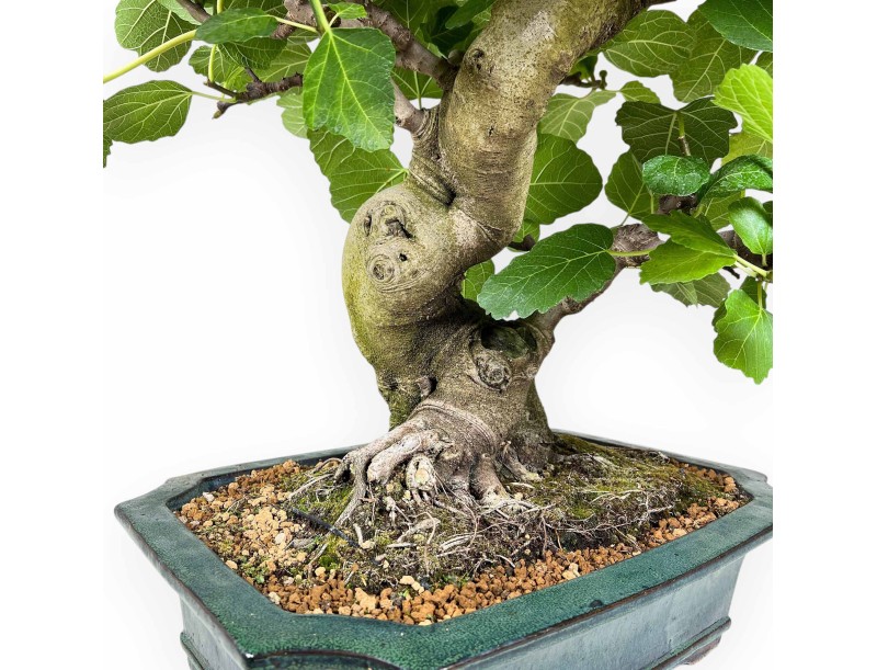 Ficus Carica - Fico - 75 cm