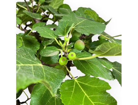 Ficus Carica - Fig - 75 cm