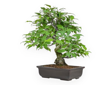 Ilex Serrata - Agrifoglio - 46 cm