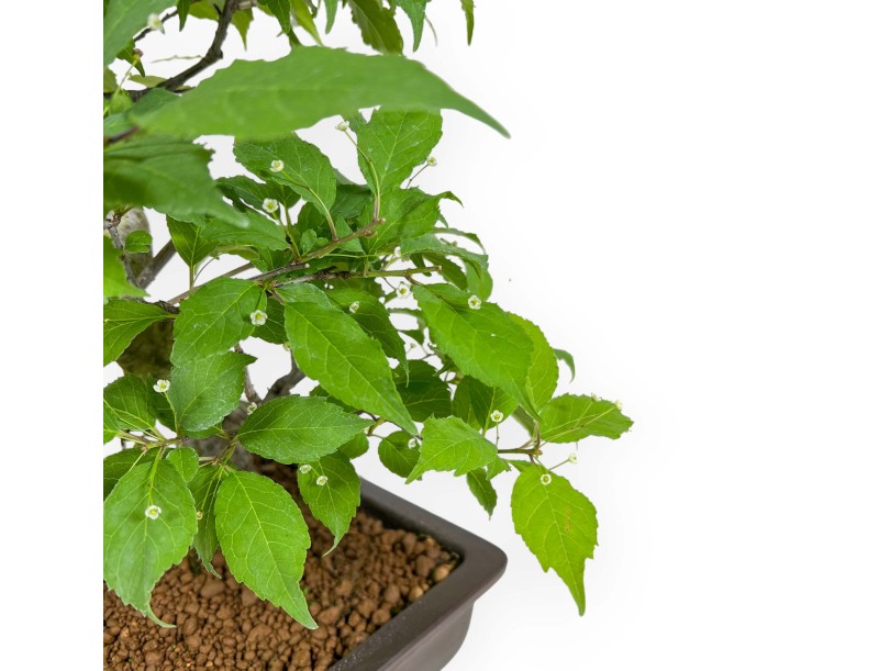 Ilex Serrata - Holly - 46 cm