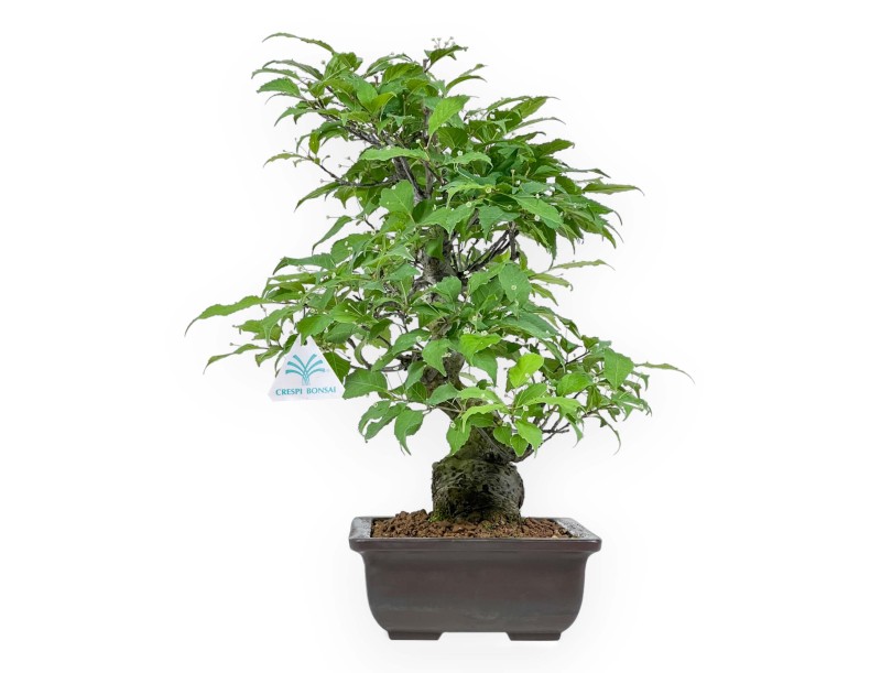 Ilex Serrata - Agrifoglio - 46 cm