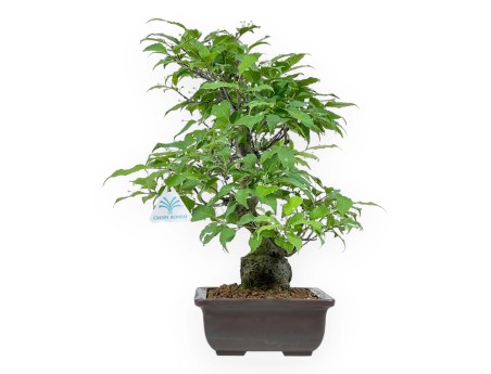 Ilex Serrata - Holly - 46 cm