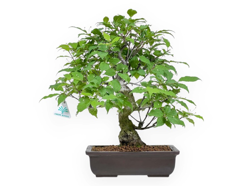 Ilex Serrata - Holly - 46 cm