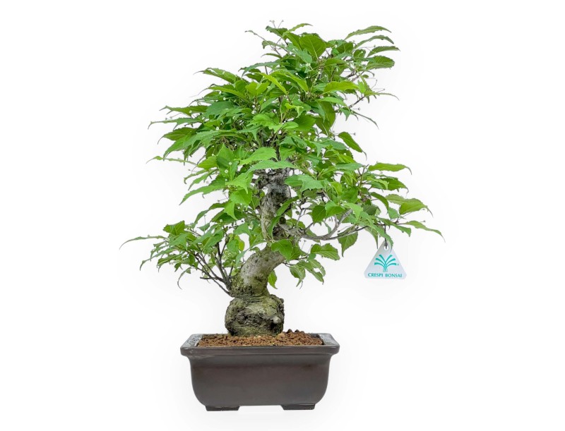 Ilex Serrata - Holly - 46 cm