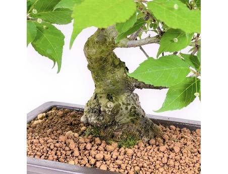 Ilex Serrata - Holly - 46 cm
