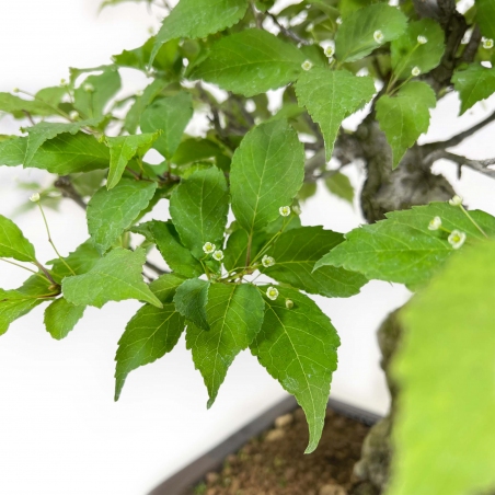 Ilex Serrata - Houx - 46 cm