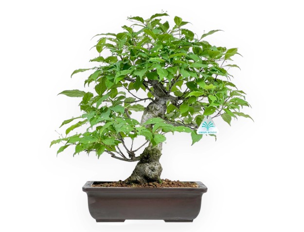 Ilex Serrata - Houx - 46 cm