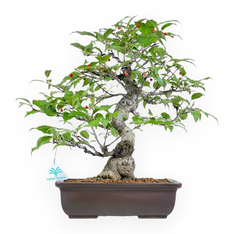 Ilex Serrata - Houx - 46 cm