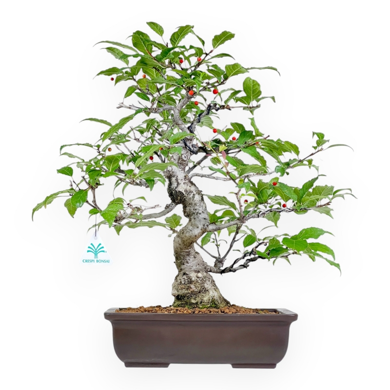 Ilex Serrata - Holly - 46 cm