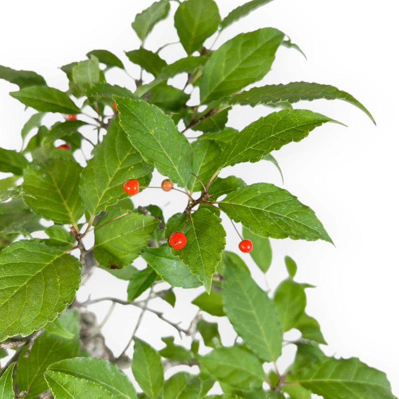 Ilex Serrata - Holly - 46 cm
