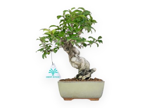 Ilex Serrata - Holly - 25 cm