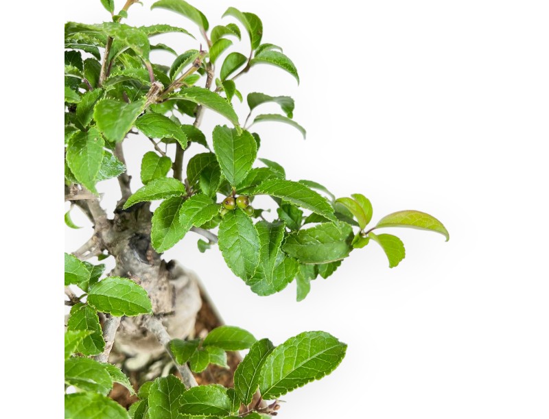 Ilex Serrata - Houx - 25 cm