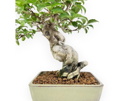 Ilex Serrata - Houx - 25 cm