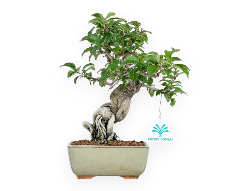 Ilex Serrata - Houx - 25 cm