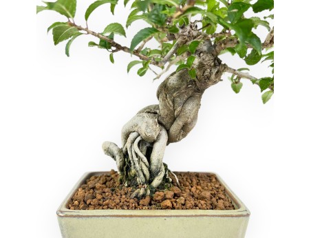 Ilex Serrata - Houx - 25 cm