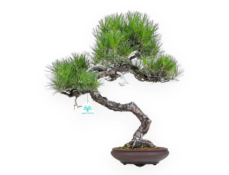 Pinus Thunbergii - Black Pine - 52 cm