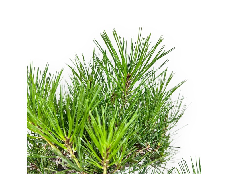 Pinus Thunbergii - Pino Negro - 52 cm