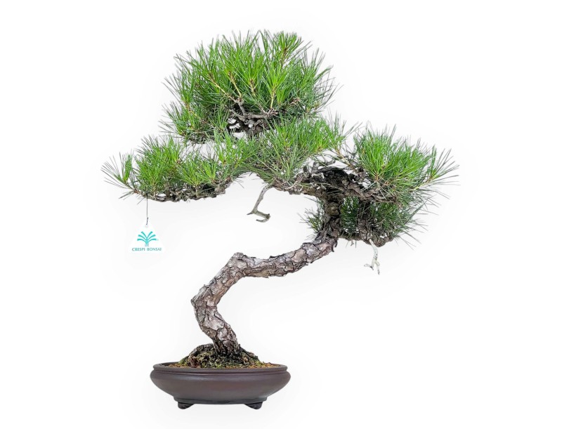 Pinus Thunbergii - Pino Nero - 52 cm