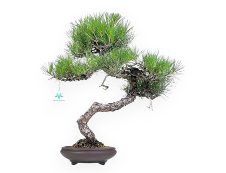 Pinus Thunbergii - Pino Negro - 52 cm