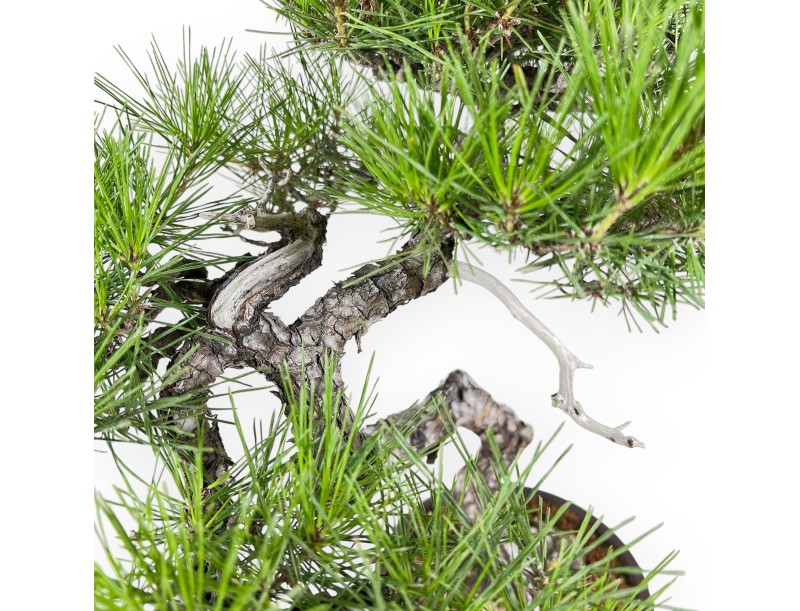 Pinus Thunbergii - Pino Negro - 52 cm