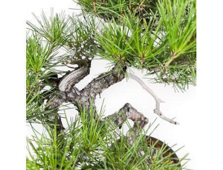 Pinus Thunbergii - Pino Nero - 52 cm