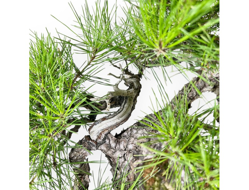 Pinus Thunbergii - Pino Nero - 52 cm
